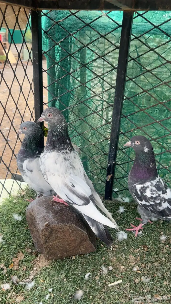حمام باكستاني للبيع 0