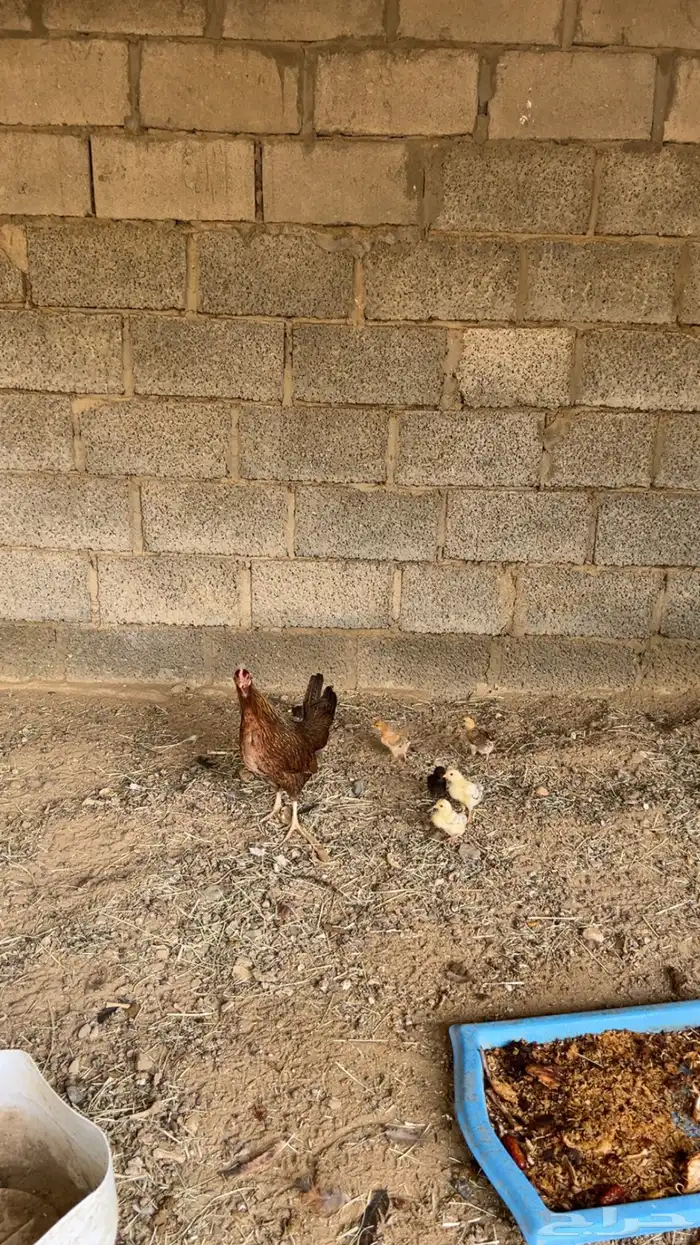 حمام ودجاجه مفرخه 0