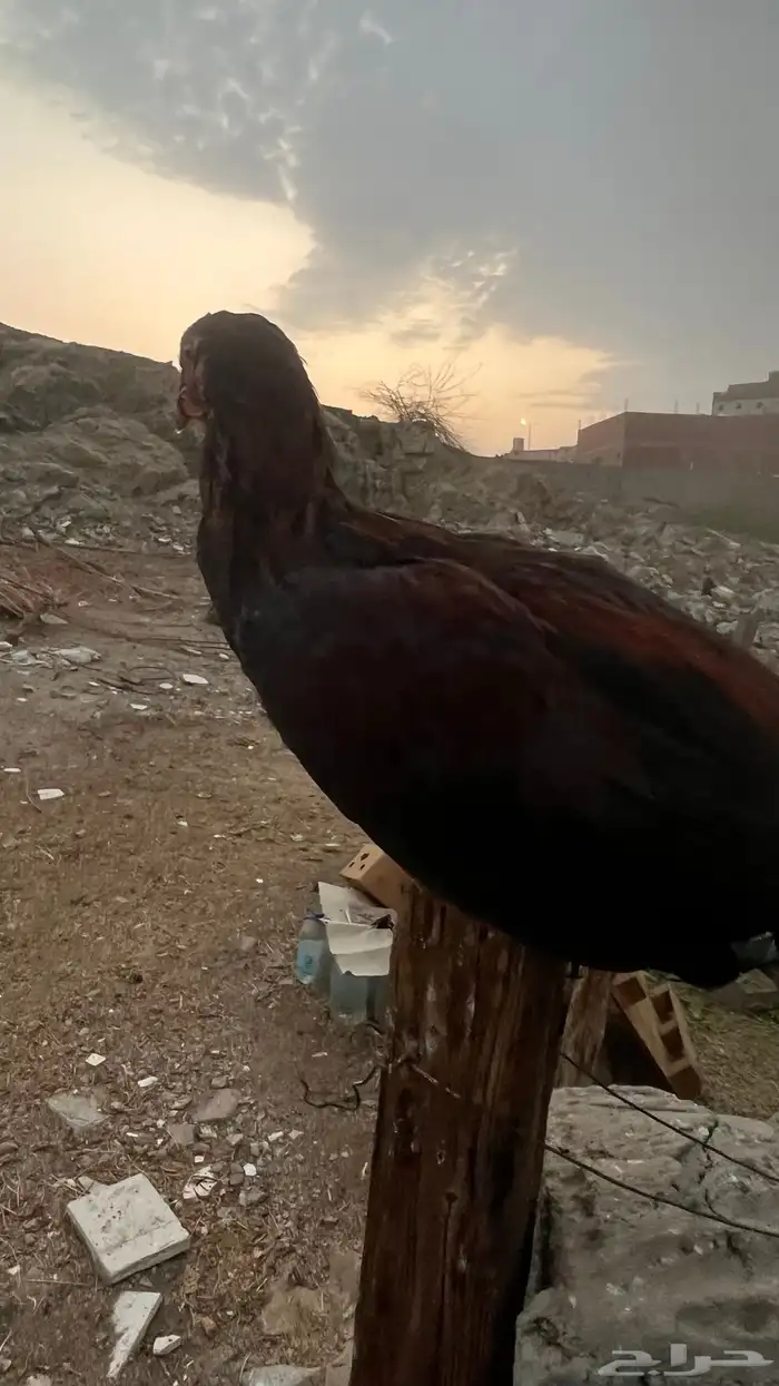 ديك وأربع دجاجات باكستانيه للبيع 1
