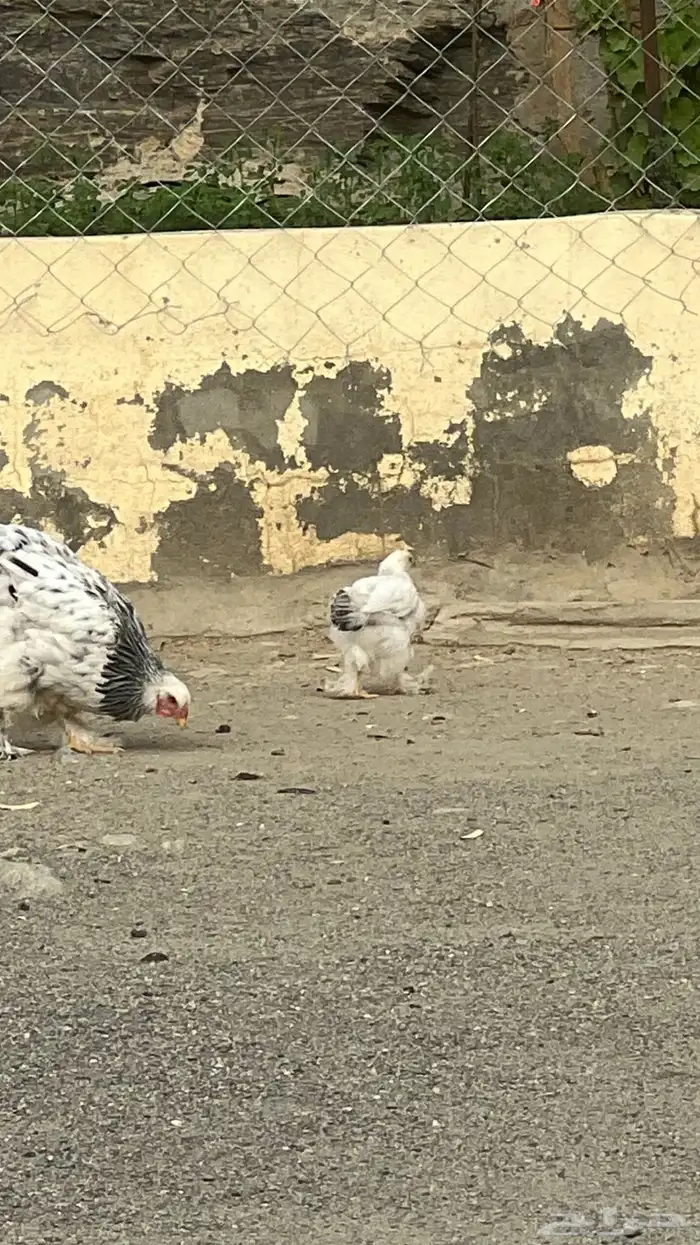 دجاجة براهما كولومبي معها صوص واحد 1
