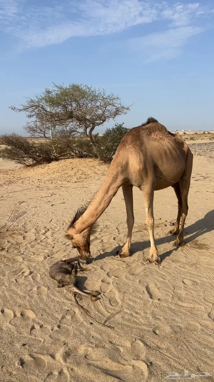 حمراء مموت من يومين فيها الحليب (تم البيع ) 0