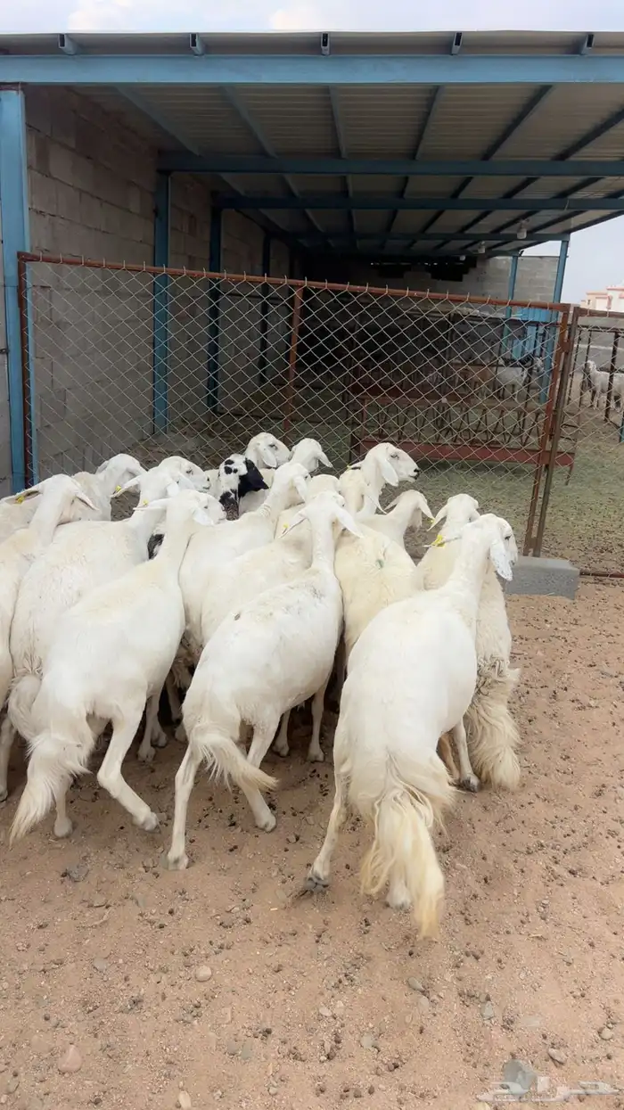 20 من الضأن دفيع 0