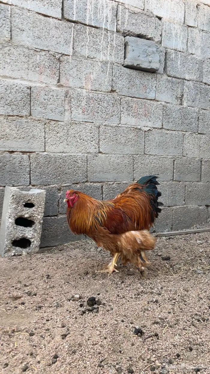 برهاما لبيع 4