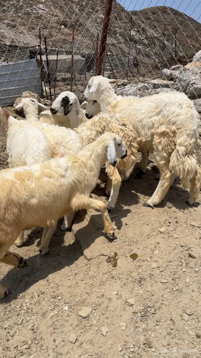 طليان ذبايح فل شحم ماشالله 6