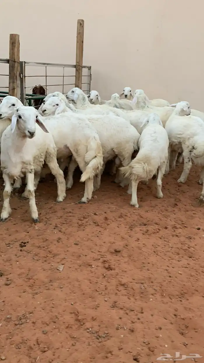 21 خروف حري صافي العمر فوق 6 اشهر 12