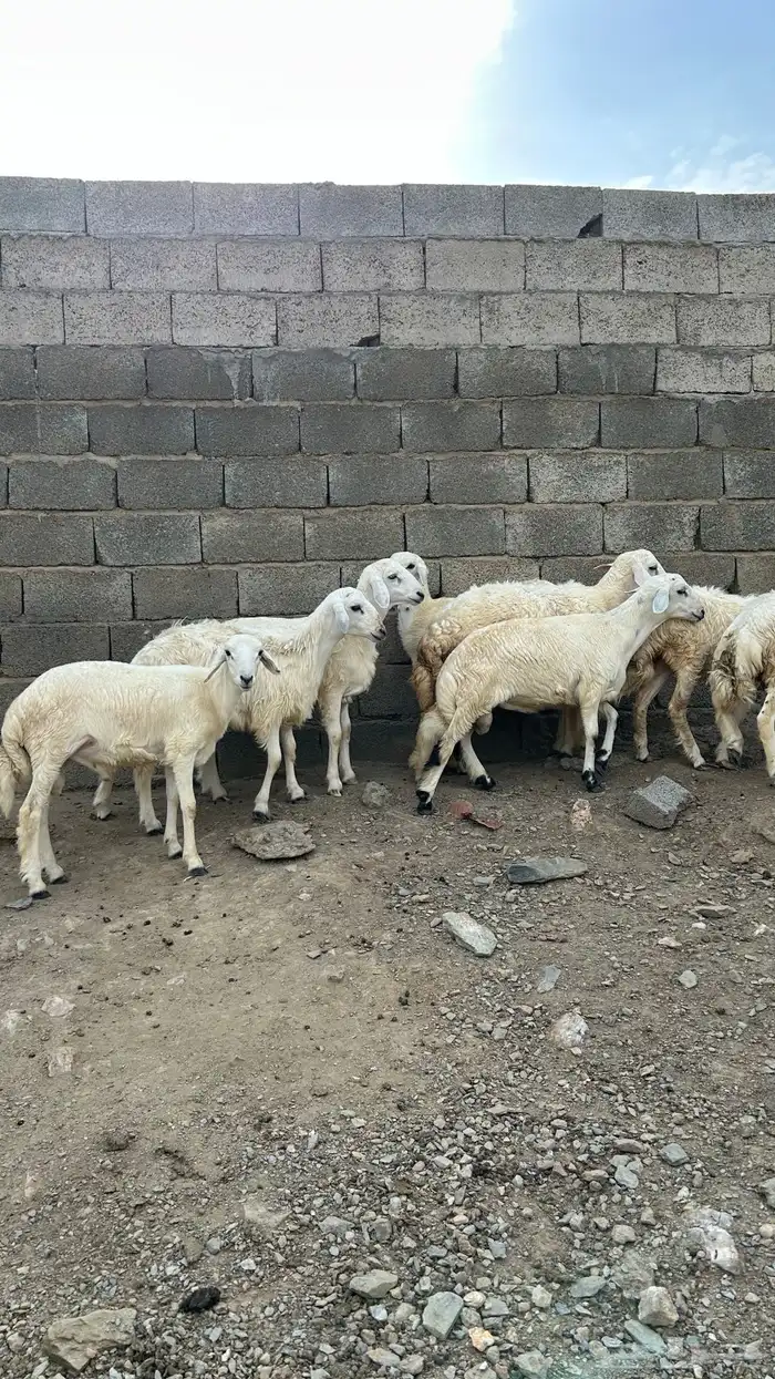 جذعان العدد 7. 2