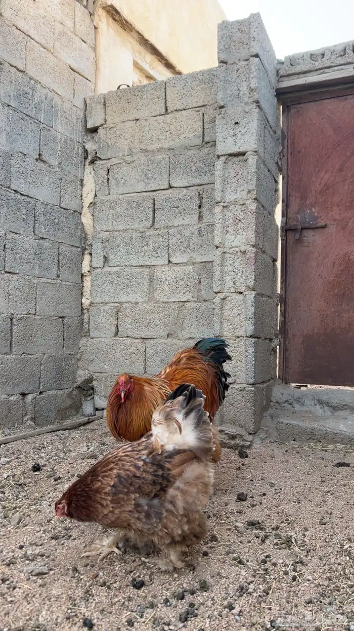 برهاما لبيع 5