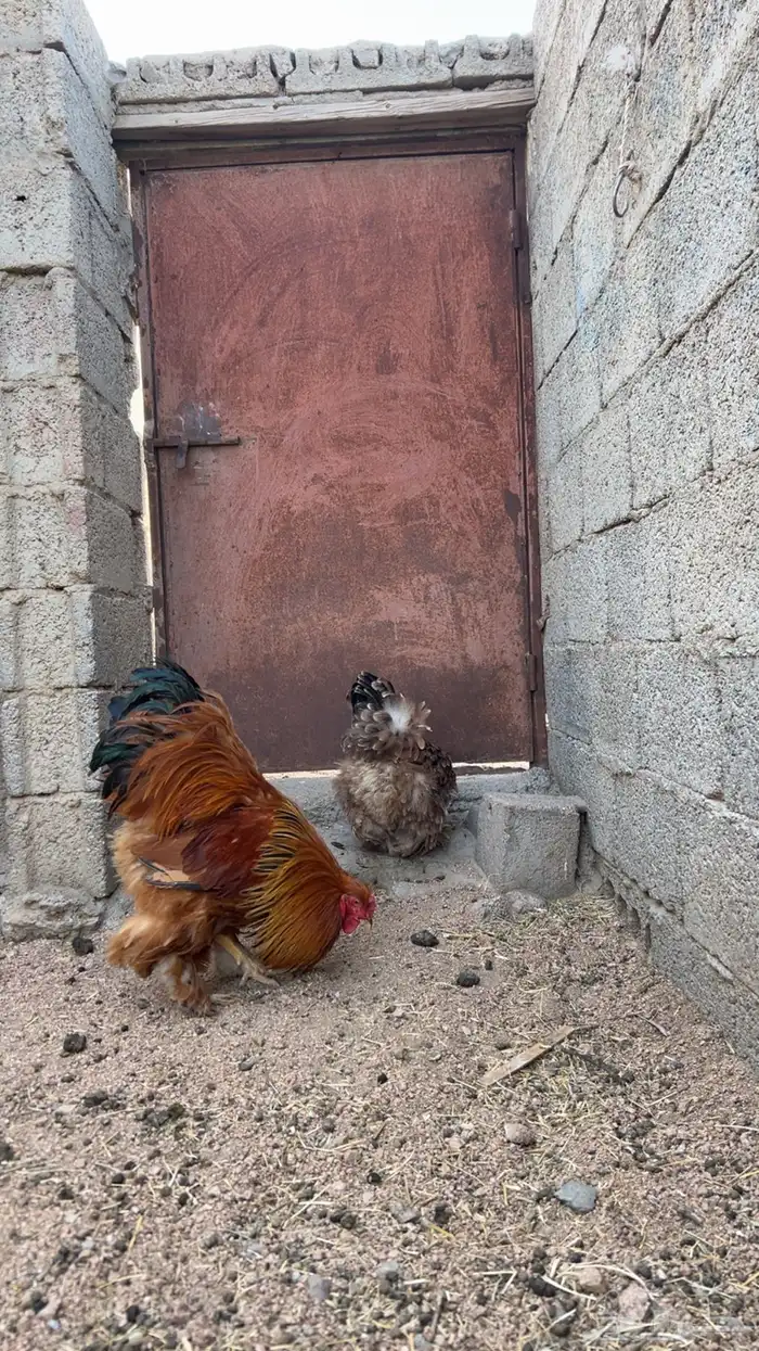 برهاما لبيع 6