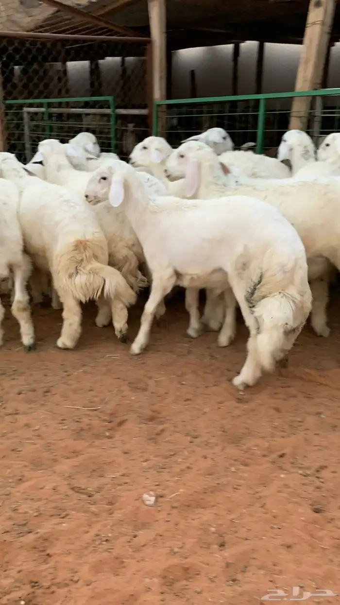 21 خروف حري صافي العمر فوق 6 اشهر 0