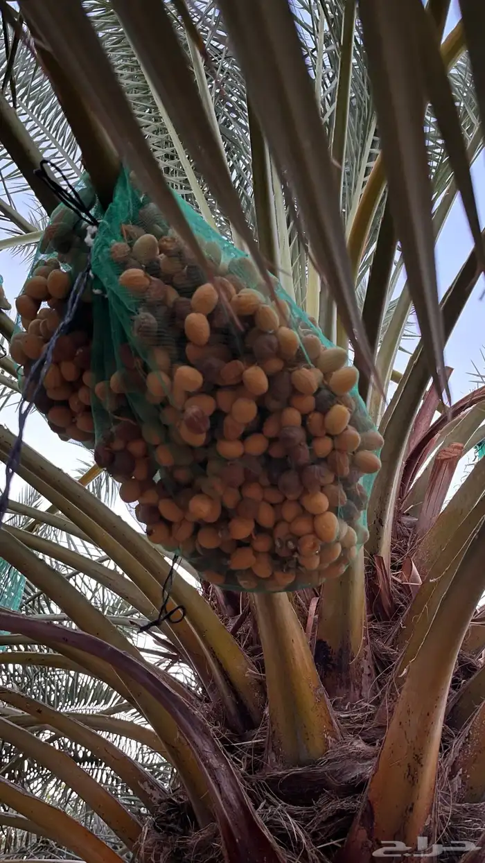 تمر برحي 0