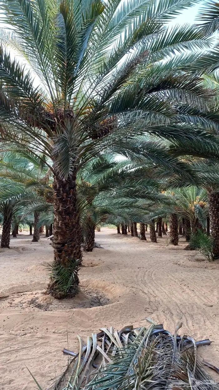 محصول مزرعة تمر برني العلا 1