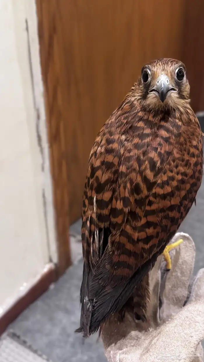 شرياص   شبوط للبيع 0