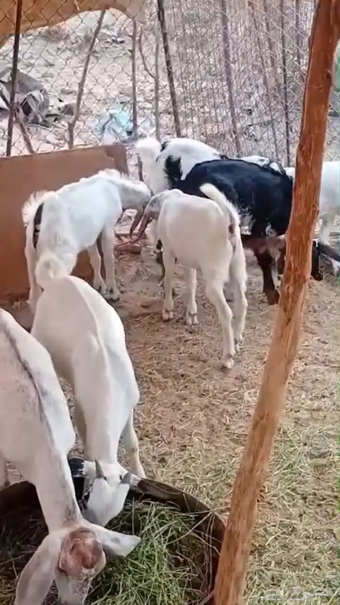 تيوس حبص بيشيه للبيع 2