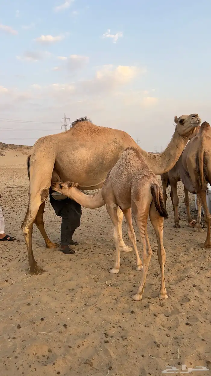 خلفه تحتها بكره حليبها سكر 0