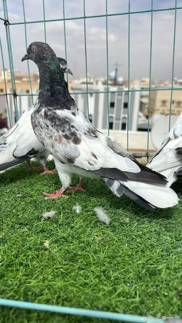 حمام باكستاني 1