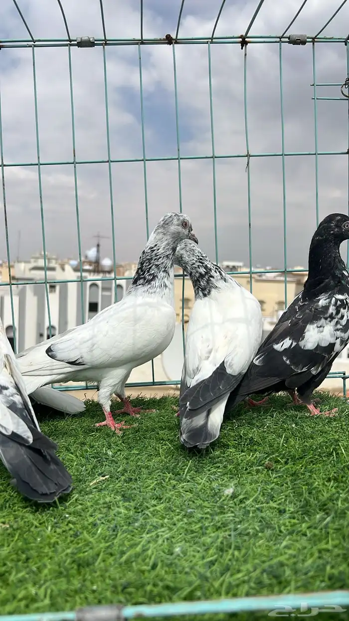 حمام باكستاني 10