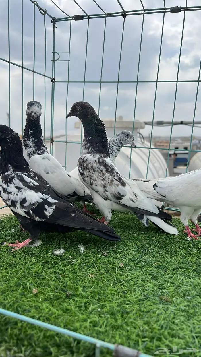 حمام باكستاني 0