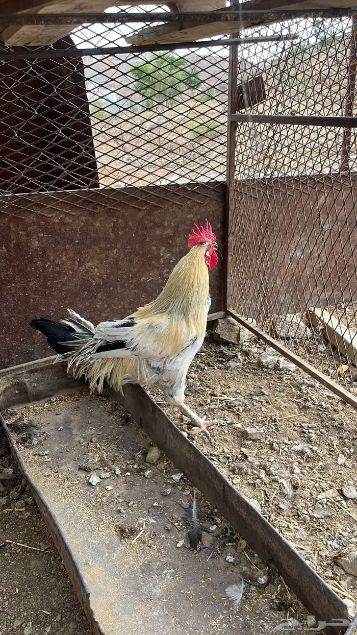 ديك للبيع 0