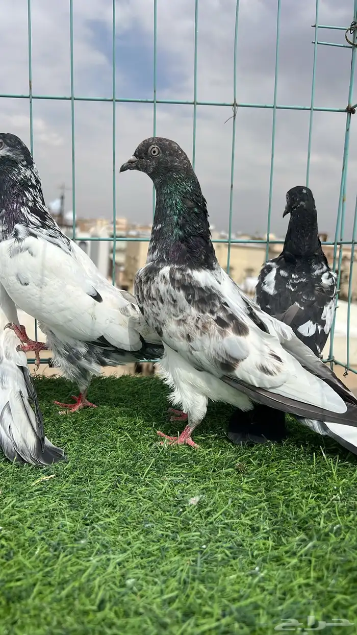 حمام باكستاني 2