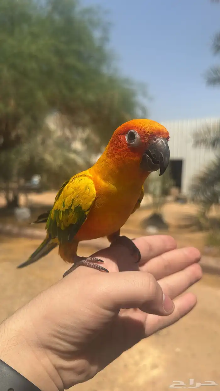صن كنيور اليف و متكلم 0