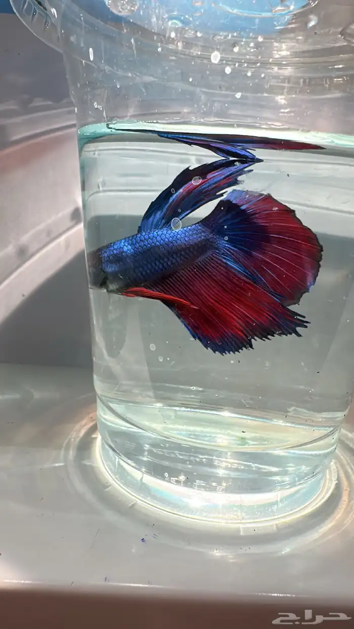 سمك فايتر يوجد توصيل عرض ب10ريال فقط 2