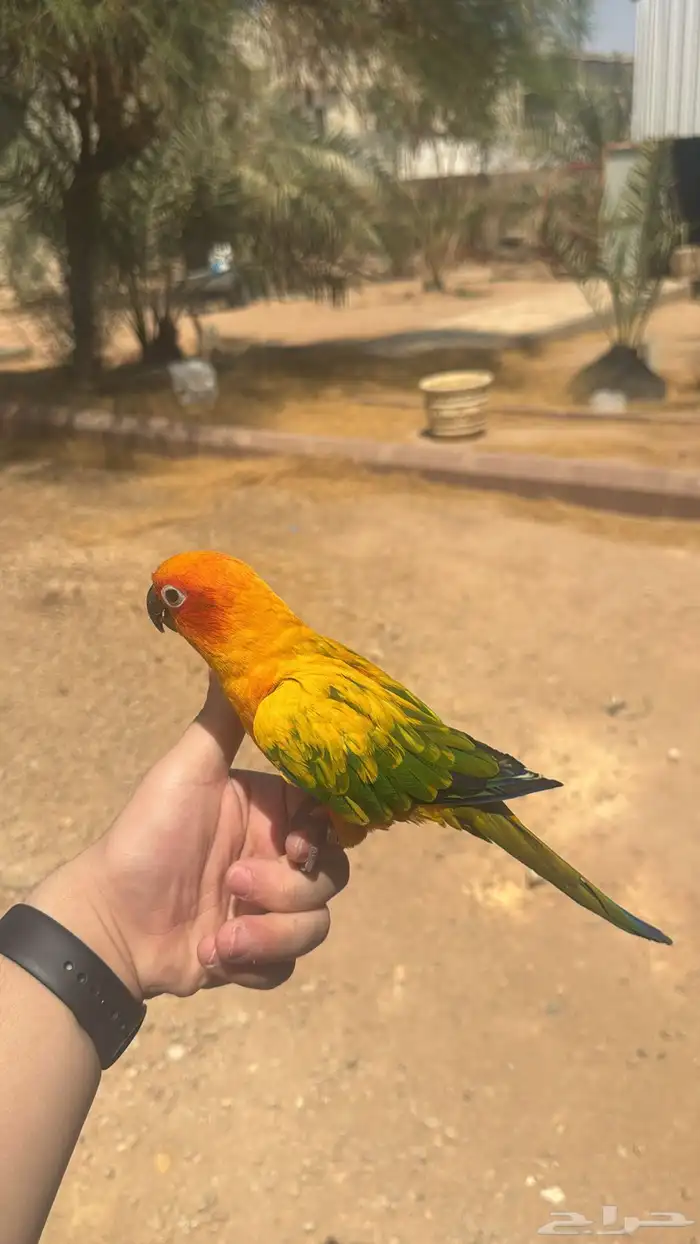 صن كنيور اليف و متكلم 2