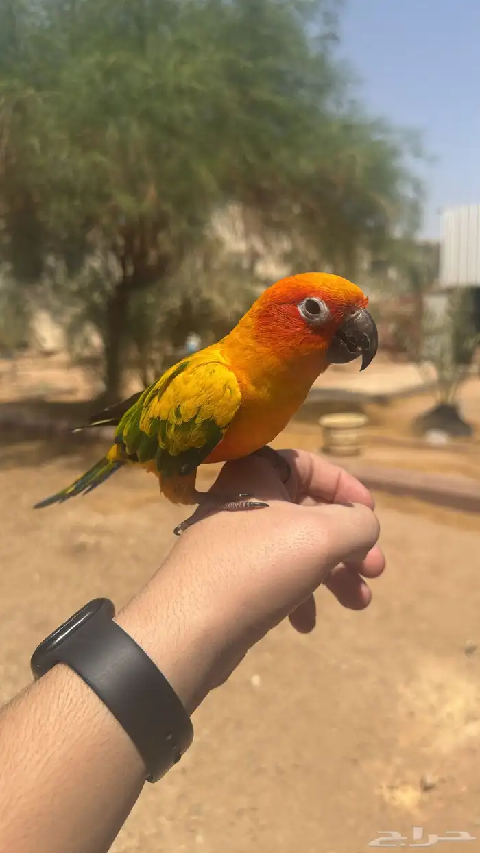صن كنيور اليف و متكلم 1