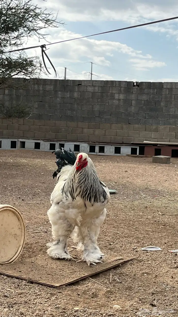 ديك براهما 1
