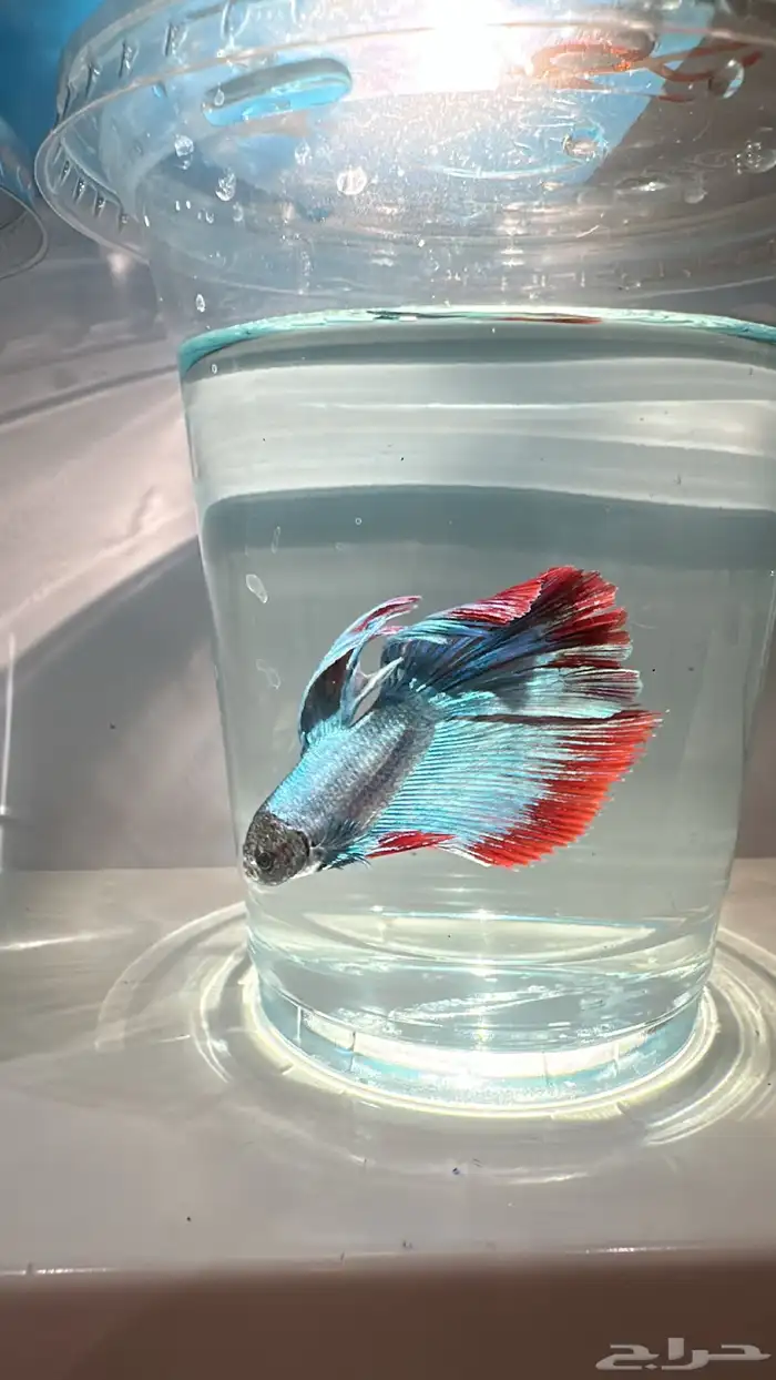 سمك فايتر يوجد توصيل عرض ب10ريال فقط 1