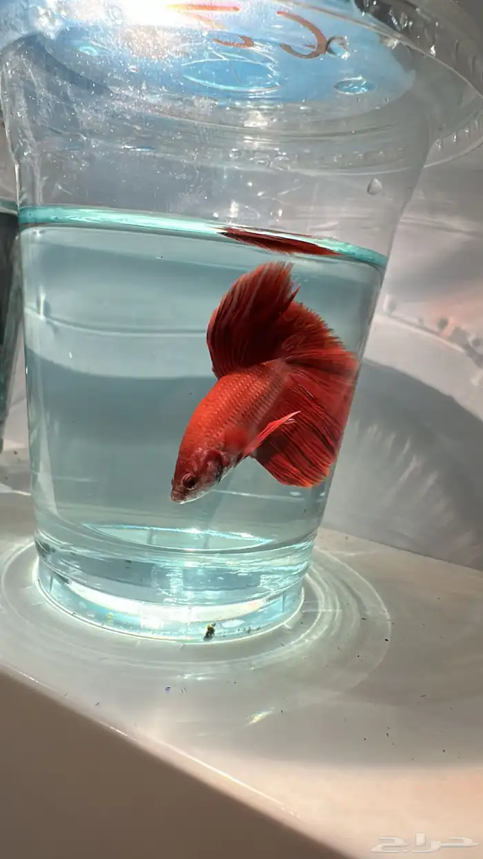 سمك فايتر يوجد توصيل عرض ب10ريال فقط 13