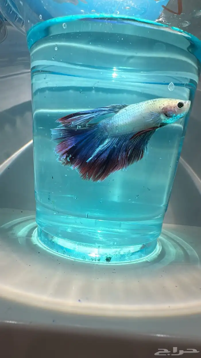 سمك فايتر يوجد توصيل عرض ب10ريال فقط 10