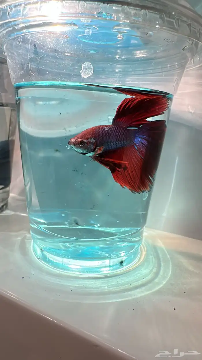 سمك فايتر يوجد توصيل عرض ب10ريال فقط 3