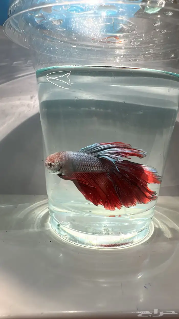 سمك فايتر يوجد توصيل عرض ب10ريال فقط 6