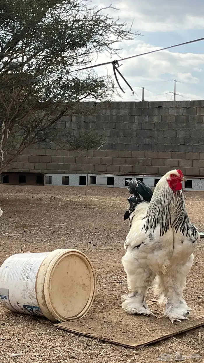 ديك براهما 0