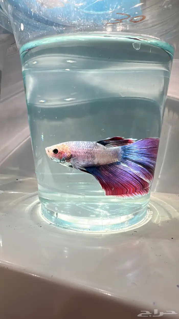 سمك فايتر يوجد توصيل عرض ب10ريال فقط 14