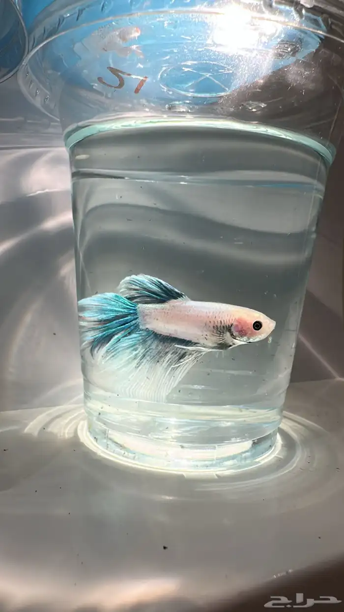 سمك فايتر يوجد توصيل عرض ب10ريال فقط 4