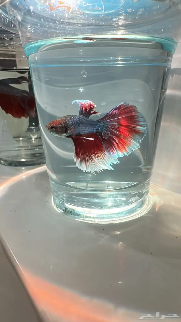 سمك فايتر يوجد توصيل عرض ب10ريال فقط 7