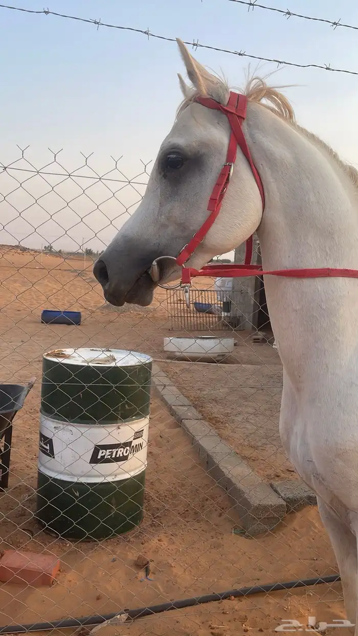 حصان شعبي كفو 3