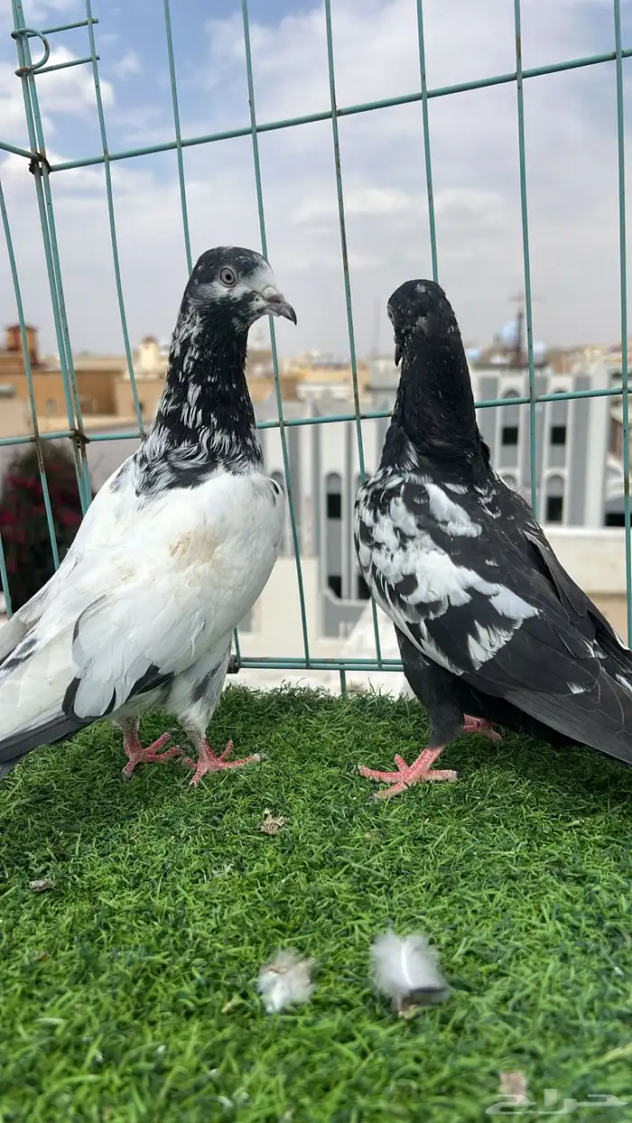 حمام باكستاني 4