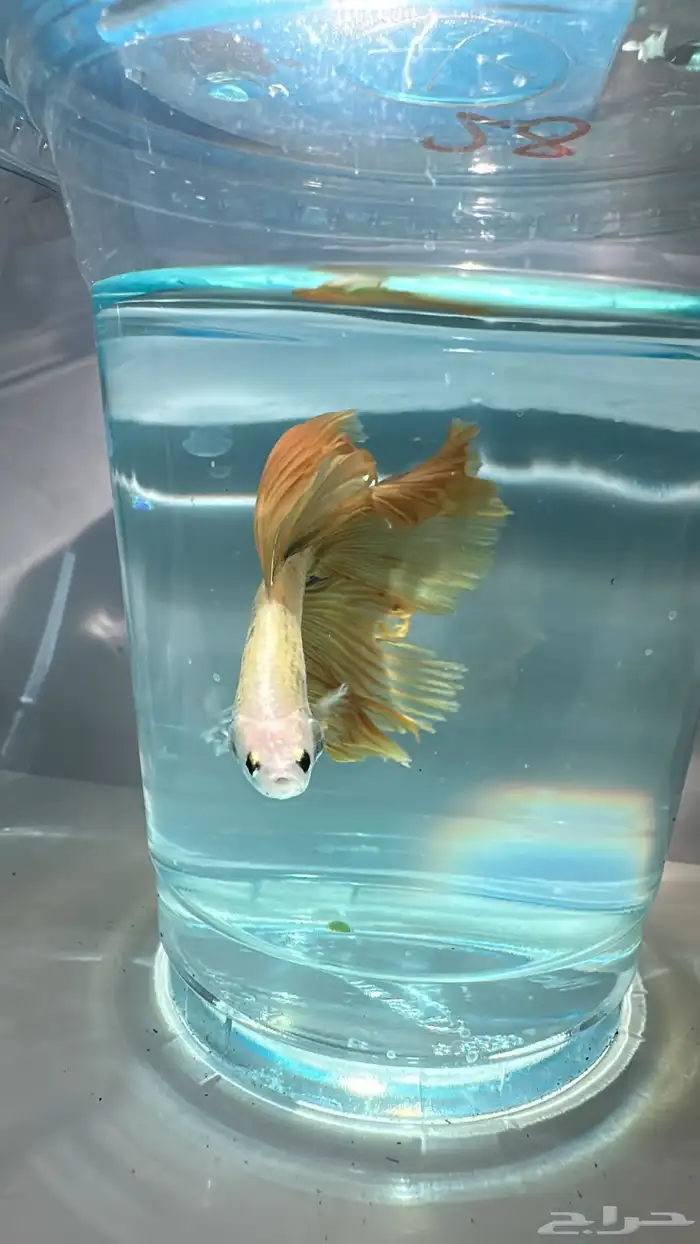 سمك فايتر يوجد توصيل عرض ب10ريال فقط 11