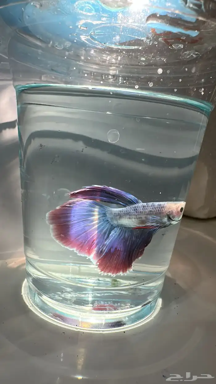 سمك فايتر يوجد توصيل عرض ب10ريال فقط 8