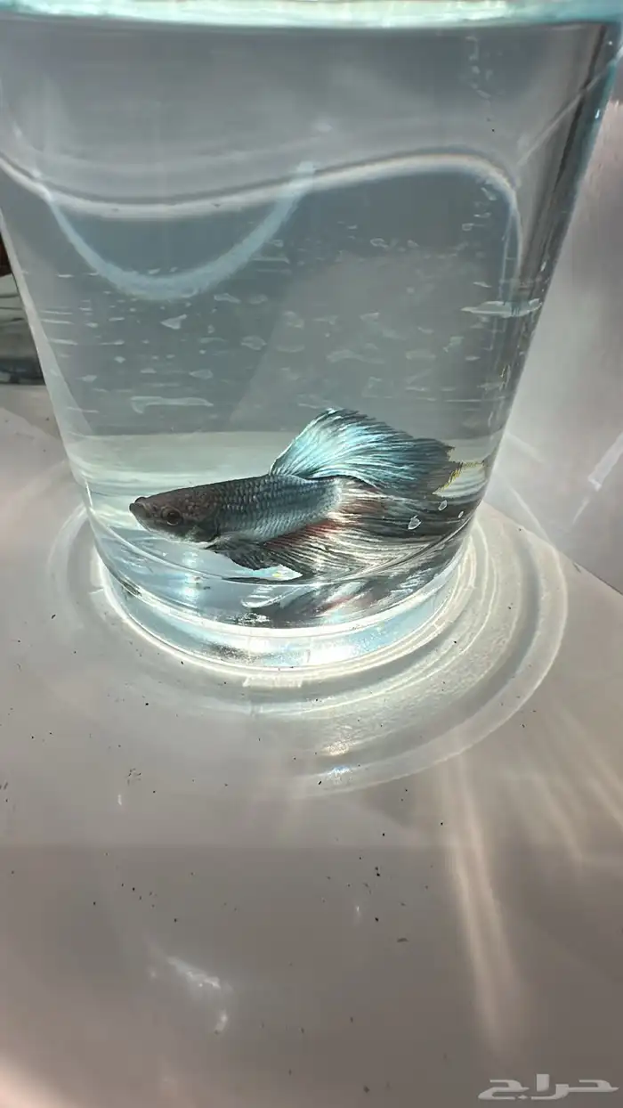 سمك فايتر يوجد توصيل عرض ب10ريال فقط 5