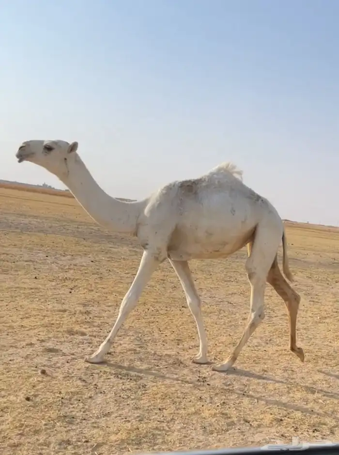 العشرا الوضحا ام البكره الكفو 6