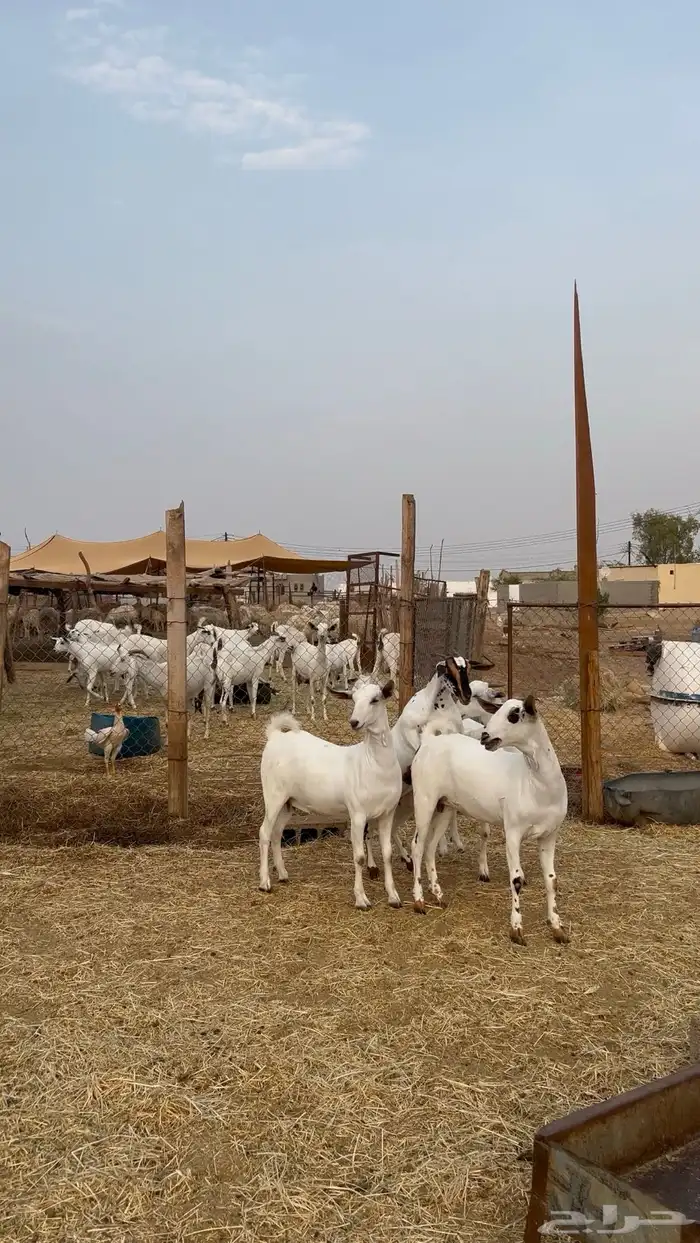 جفار بيشيات 2