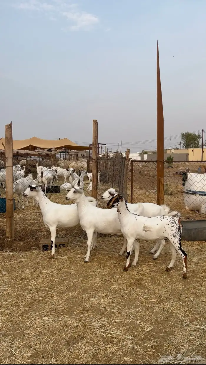 جفار بيشيات 0