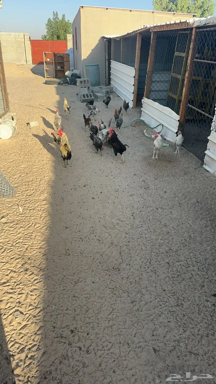 ديوك ديك للبيع 2