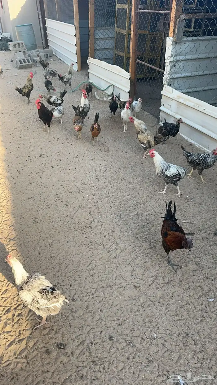 ديوك ديك للبيع 0