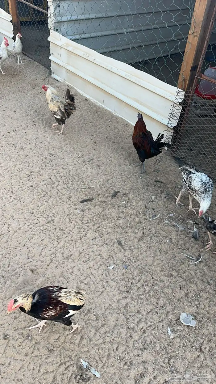 ديوك ديك للبيع 3