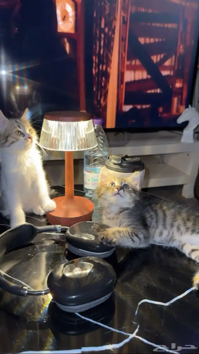 قطط شيرازي تبني 0