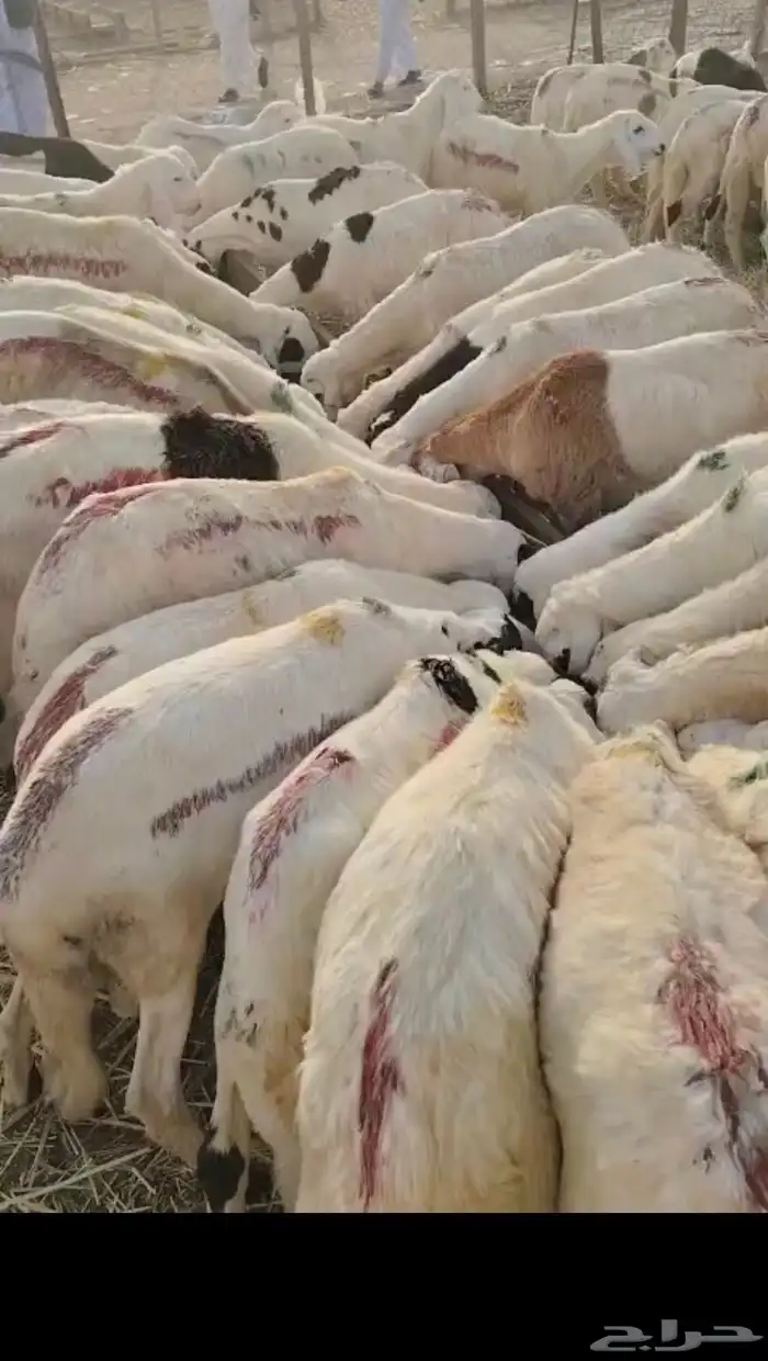 يا بلاش سواكني ب 710 1